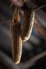 Golden sweet corn hanging to dry after harvested from farm in Sapa Vietnam Asia