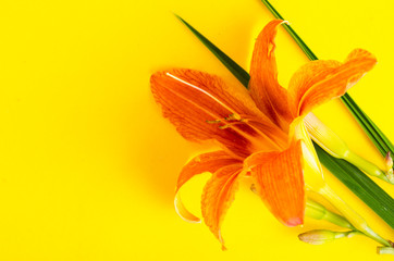 Obraz premium One flower pink garden daylily. Studio Photo