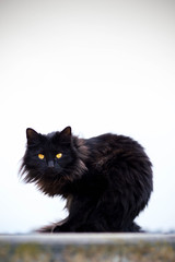 Black Cat Facing Camera