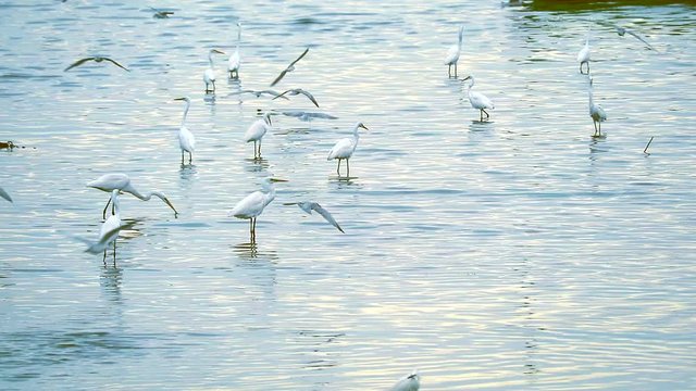 Egrets stand to catch animals in water of canel when low tide