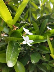 green plant in the garden