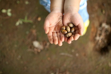 boy's hands holding acorn