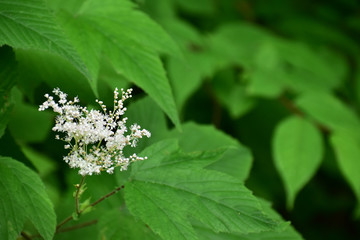 オニシモツケの花