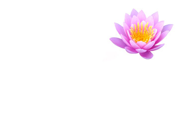 Lotus on the white background for create new picture.