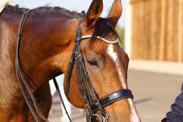 Fragment of a portrait of a brown horse in ammunition. A tired horse after a performance. Close-up, horizontal. Sport and hobby concept.