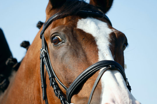 Fragment of a portrait of a brown horse with a white nose in ammunition. An attentive look of a horse. Close-up, horizontal. Sport and hobby concept.