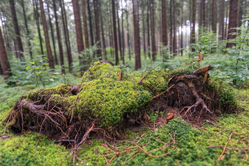 A mossy fallen tree in a green forest.