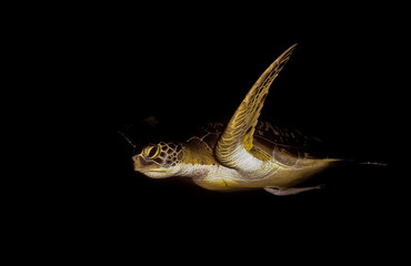 Hawksbill sea turtle. The shells slight change colors when water temperature change. Photo: night dive at Similan, Thailand.