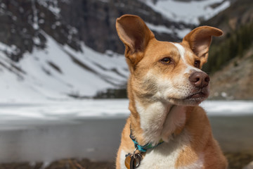 red heeler australian cattle dog mix with australian shepherd outdoors in banff national park, canada