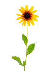 Rudbeckia summer yellow flower isolated on white background