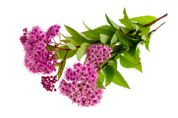 Spiraea japonica with pink inflorescences. Studio Photo