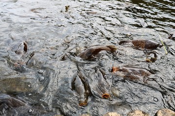 鯉　池　夏　公園　杤木