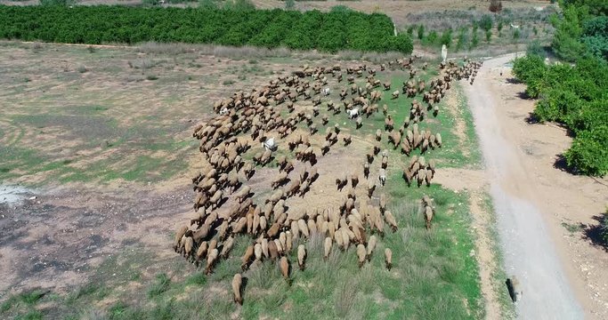 Vuelo dron sobre reba&ntilde;o de ovejas y pastor con perro labrador sobre campo y naranjos