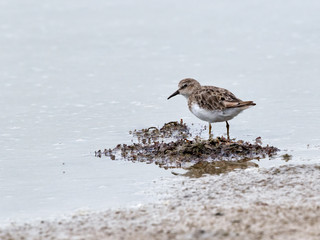 The dunlin (Calidris alpina) feeding in the Galveston Bay, Texas, USA