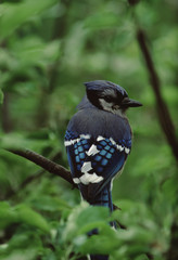 Obraz premium Blue Jay (Cyanocitta Cristata)
