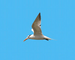 Fototapeta na wymiar The royal tern (Thalasseus maximus) flying in the blue sky, Galveston, Texas