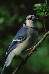 Blue Jay (Cyanocitta Cristata)
