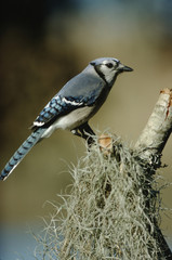 Blue Jay (Cyanocitta Cristata)