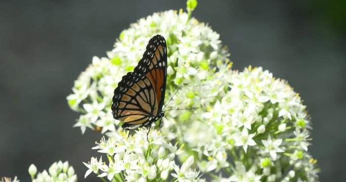 viceroy monarch munch
