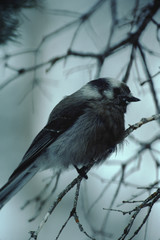 Canada Jay (Perisoreus Canadensis)