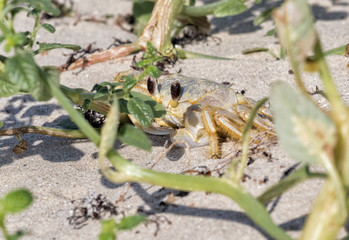 Atlantic ghost crab hiding behind the green plants on the sand beach, Galveston, Texas