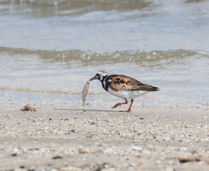The ruddy turnstone (Arenaria interpres) running with fish in its beak