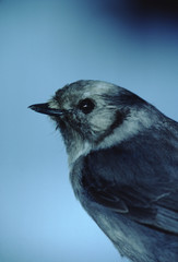 Canada Jay (Perisoreus Canadensis)
