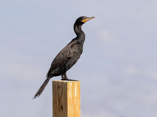 Double-crested Cormorant (Phalacrocorax auritus) on the Galveston beach, Texas, USA