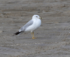 Ring billed gull ( Larus delawarensis) at East End Galveston beach