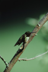 Ruby-Throated Hummingbird (Archilochus Colubris)