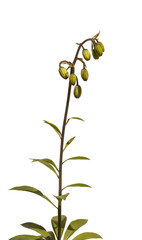 Lilium martagon with buds on a white background isolated