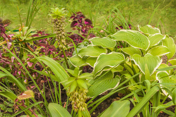 Eucomis bicolor in garden