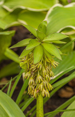 Eucomis bicolor in garden