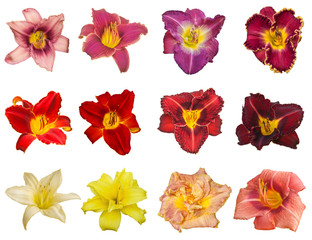 Set of daylily flowers