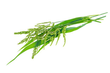 Green shoots of lemon grass, use in cooking