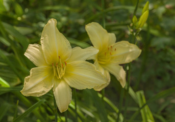 Fototapeta na wymiar Blooming almost white daylily in the garden background.