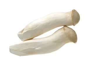 King oyster mushroom Pleurotus eryngii on white background 
