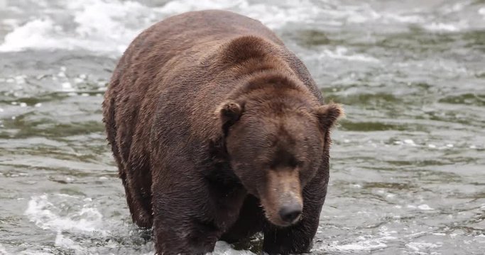 Wild Alaskan Grizzly Bear fishing for salmon