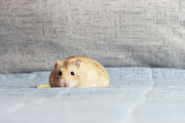 Fluffy dwarf hamster close-up on a blue background, front view
