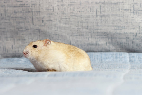 Bushy dwarf hamster close-up on a blue background, side view
