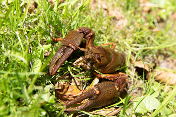 River crayfish in its natural habitat.