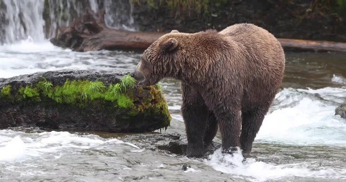 Wild brown bear in water