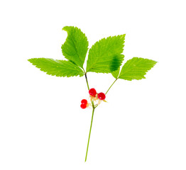 Rubus saxatilis branch with leaves and red berries.