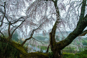 満開の桜の古木と朝靄