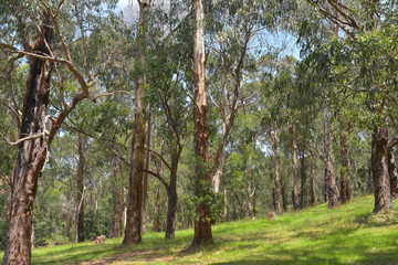 Fototapeta na wymiar Forest park with eucalyptus trees and green grass near Melbourne on sunny day.