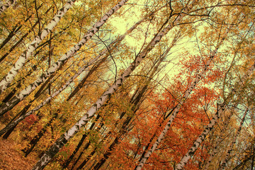 Autumn birch forest, trees against the sky, natural background