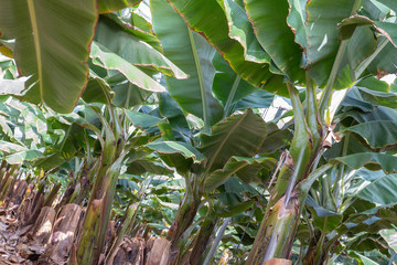 Plantation de banane (finca) au sud de Tenerife, Espagne