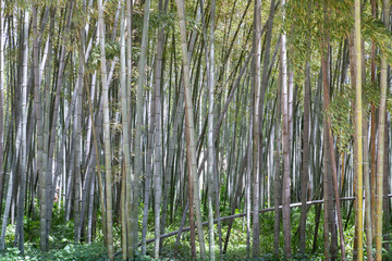 Fototapeta na wymiar Bambous à la bambouseraie d'Anduze, Gard, France