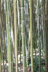 Bambous à la bambouseraie d'Anduze, Gard, France