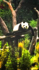 Obraz premium Very beautiful and cute panda bear walking in nature